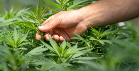 hand touching cbd flowers